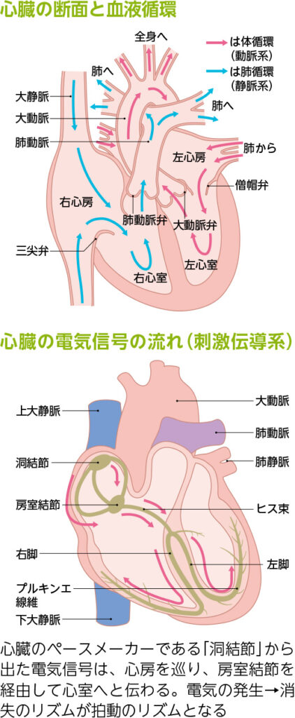 心房細動」を治すカテーテルアブレーション | IMS情報局